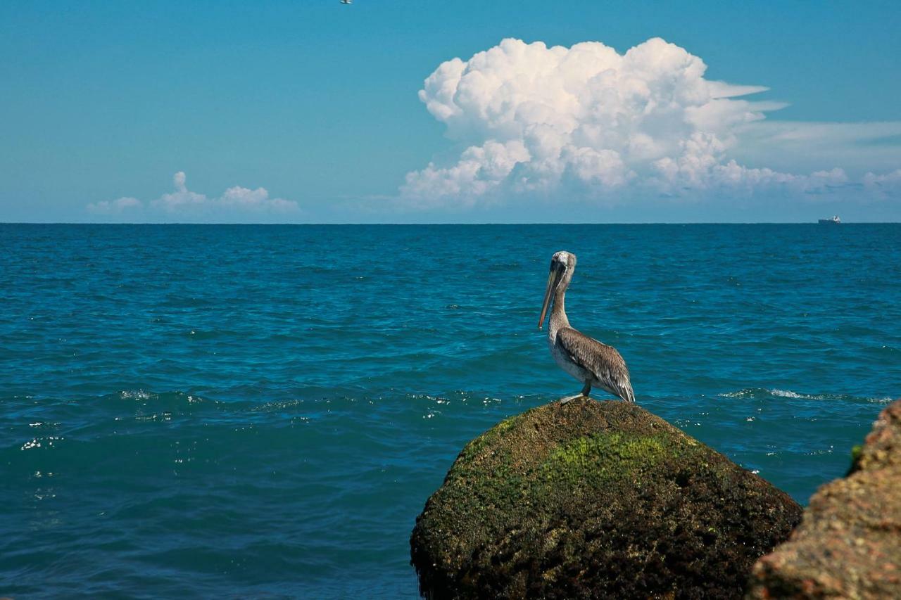 Island Serenity South Padre Island Εξωτερικό φωτογραφία